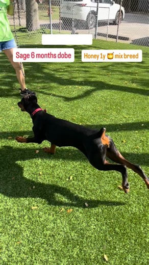 158 reactions · 12 shares | SAGE 6 months and HONEY 1 yr old having a great time playing together. Both available for adoption . Get your apps in. www.doberescue.net | Doberman Rescue League, Inc. | Facebook