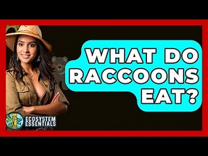 What Do Raccoons Eat? - Ecosystem Essentials