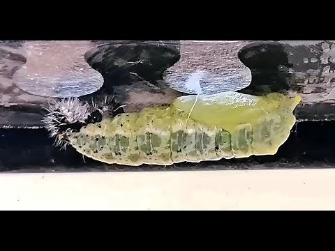 Cyclus: van rups tot vlinder (koolwitje)