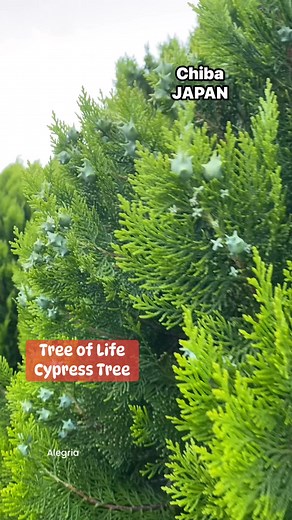 1K views · 92 reactions | Cypress tree is known as tree of life that lives thousands of years and has a crucial role in ecosystem, flood control and wildlife sanctuary,its branch,cone and oil are used for medicine #cypresstrees #cypress #chibajapan #treeoflife #ancienttrees #WildlifeSanctuary #EcoWarriors #conservationmatters #japantravel2025 Follow Like Share Subscribe @highlight | Anabel Cua Alegria | Facebook