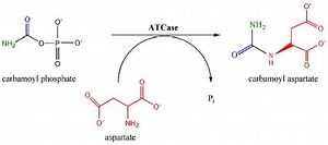 Aspartate carbamoyltransferase - Alchetron, the free social encyclopedia