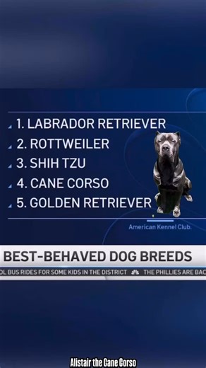 Definitely not fake news! Follow 👉 @alistairthecanecorso Follow BACKUP ACCOUNT 👉 @alistairthecanecorso2 #canecorso #viral #love #puppylove #canecorsopuppy #canecorsolovers #canecorsoofinstagram #fyp #canecorsofans #canecorsolovers #canecorsomastiff #italianmastiff #dog #dogreels #reeloftheday #greatful #dogsofinstagram #bestbreed #backtheblue #girlsbestfriend #funnydogreels #mansbestfriend #patriot #bigdog #alistairthecanecorso #dogmom #bestdogbreed #amen #guardianangel #dogisgodspelledbackwar
