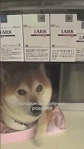 🐶 Shiba Inu named Shiba became a legend of a tobacco shop in Tokyo.