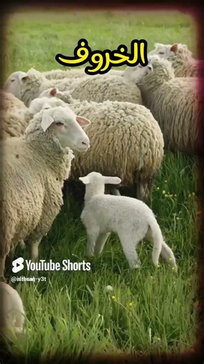 What animals did the Prophet Muhammad (peace be upon him) love? 🕋🐑🐪 #QuranStories #Explore #Short...