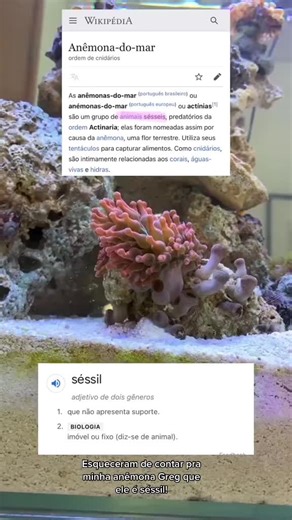 Curiosidades sobre anêmonas marinhas e seu comportamento séssil