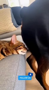 When your nap gets violently interrupted 💨😾😂 The cat did NOT sign up for this! . . #CatVsDog #PetDrama #FartAttack #AngryCat #DogProblems #CatLife #PetHumor #FunnyPets #AmericanPets #ViralPetVideo #ComedyPets #CatRevenge #DogFart #RelatablePets | Chipili's pets