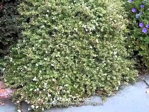 Abelia 'Confetti'