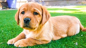 15K views · 1K reactions | Puppies First Big Outside Adventure!! | Life With Labradors | Facebook