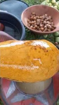 Marula Tree, Limpopo’s tree of life.