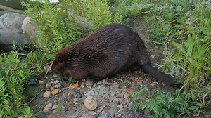 Incredible close-up with Willow! In late August, I had this incredible close-up experience with Willow the Beaver. I was watching Willow from the river bank, and it got out just a couple of feet from where I was standing, and proceeded to snack right beside me. These close-up experiences with the beavers are such a thrill. #beavers #beaver #wildlifephotography | Mike’s photos and videos of beavers