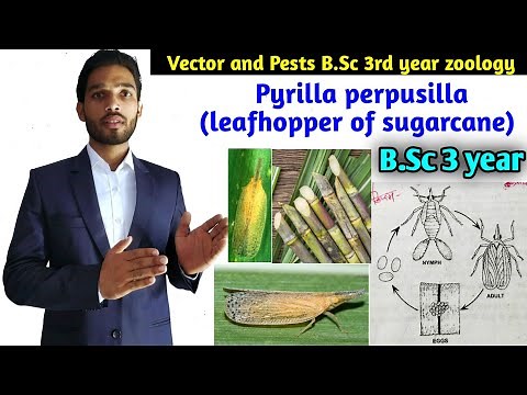 Leafhopper of sugarcane || Pyrilla perpusilla || Life cycle of sugarcane leafhopper || B.Sc 3rd year