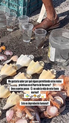 ⚠️DEPREDACIÓN HUMANA A FAUNA MARINA‼️🚨