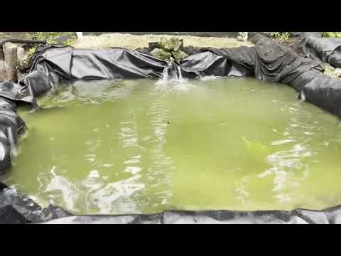 Solar Powered Swim Pond with Bog Filter