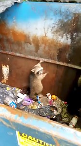 why so cute #animals #rescueanimals #rescue #fyp #raccoon | La Pulga News