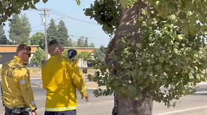 6.6K views · 52 reactions | Fire Advisory: Fire in Tree Trunk on...