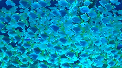 Fish, Underwater, Aquarium. Free Stock Video