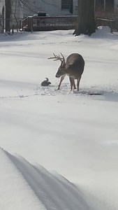 Buck and Squirrel Argue Over Food on Snowy Day