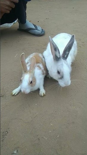 Rabbits : Male or Female?(How to Determine Gender)