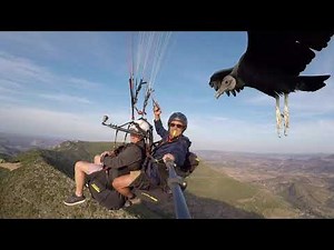 Parahawking - Vulture landing on paraglider - viral video