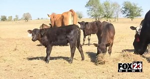 Video: Black vultures attacking Oklahoma...s livestock while alive, costing ranchers