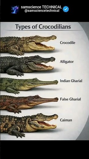 “Types of Crocodiles in the World & Why They Are Dangerous Animals”