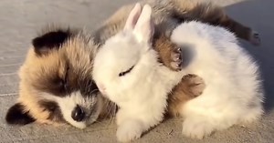 Puppy And Bunny Friends Come Together For A Nap And Fall Asleep Hugging