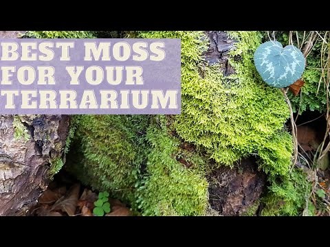 How To Collect MOSS For TERRARIUM | EASY DIY glass terrarium