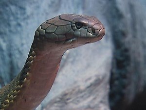 Deadly creatures on display at Cape Fear Serpentarium