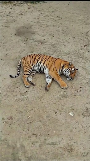 هههه🤣😂🐯