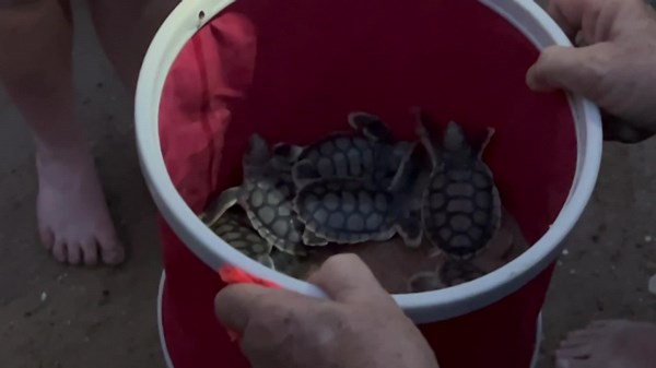 Endangered loggerhead turtles break nesting record at Mon Repos beach