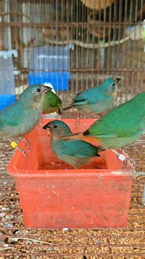 Parrot​ finch​ กินหนอนนกกันอร่อยมาก​ ช่วยเสริมโปรตีน​ ไขมัน​ เพื่อการผลัดขน​ที่สมบูรณ์​ #Parrotfinch​ #wsfinch​ #Finchesbreeding | WS Finch