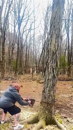 Why You Should Never Cut the Rare African Blackwood Tree 🌳💸