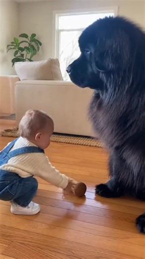 No no doggy (created with AI tool) "Important life lessons being shared today. 🐾 Rule #1: Always be gentle with the baby ducks! 🐥 I’m not sure who is babysitting who at this point, but he’s definitely taking his job seriously. My heart is full! ❤️"#GentleGiant #DogLovers #PureJoy #KidsAndDogs #NewfoundlandDog #BestFriends #Heartwarming #DogLife | Usa Pet Fun