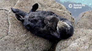 Wild otter mom and pup update! The pair was spotted in our Great Tide Pool again this morning. They’re back out in the bay right now but we wouldn’t be surprised to see them again soon! In the meantime, enjoy some video of this most otterly adorable of events: | Monterey Bay Aquarium