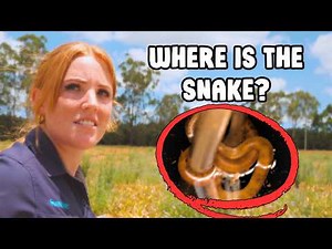 You'll Never Guess Where This DEADLY SNAKE Hid...