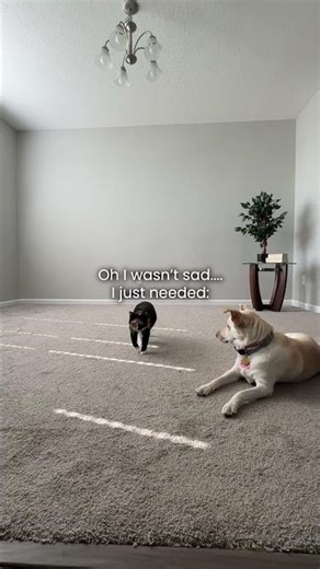 Just Needed A Bit of Shiplap