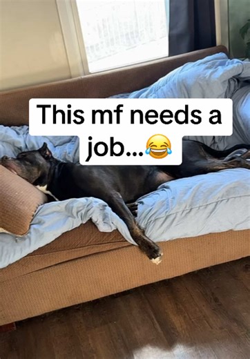 He’s beautiful and not very smart. Model material? I think so.. 😂😂 #canecorso #dogsoftiktok #dogdad