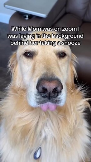 3.1K views · 104 reactions | Do you want me to join your zoom meeting? #zoom #funnydog #funnydogvideos #dogsofinstagram | A Golden and Fam | Facebook