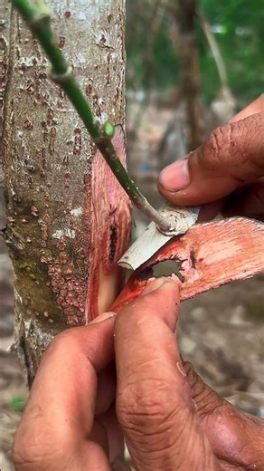 grafting technique #tips #grafting #bonsai #garden