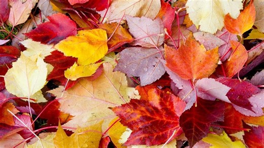 Iowa City's leaf vacuum program starts Oct. 20, with maps available online
