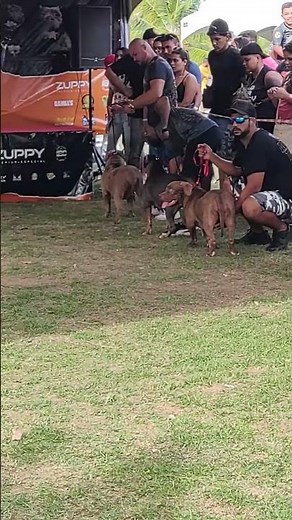 Pitbull American #pitmonsters