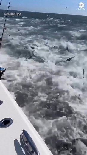 Shark boil! The things you see when you’re out there living LIFE! @natureismetal The term “tuna boil” refers to a tuna feeding frenzy where the water appears to be boiling, but these anglers found a shark boil! These sharks were feeding on a school of menhaden. #feedingfrenzy #sharks #shark #sharkfrenzy #fish #fishing #sharkfishing #boatfishing #fishingboat #fishingaustralia #sharkbait #fishinglife #fishingtrip | Tackle World Australia