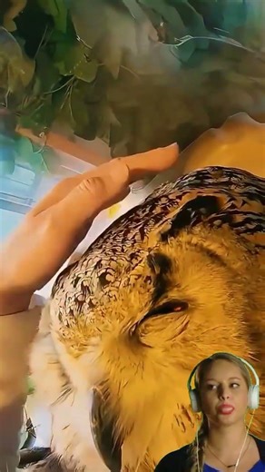 It's true that owls enjoy being petted on the head