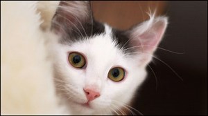 23 cats of extraordinary cats who spread cats likes around the world and spread explosively