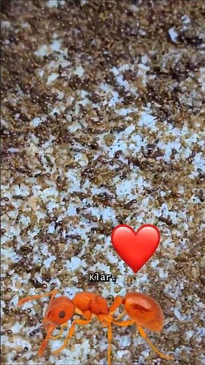 Ameisenhaltung leicht gemacht – Tetramorium erectum begeistert! ❤️🐜#ameisen #ameisenhaltung #ants