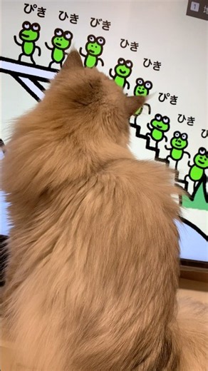 【#ペルシャ王国】お耳がピクピク反応しちゃう…？！お気に入りの歌ピタゴラスイッチニャン☆ろここ様♬ #ペルシャ猫ろここ #ろここダイアリー #ねこ #子猫 #猫 #ぺるしゃ #cat #shorts