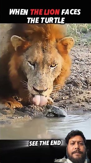 Lion vs. Turtle: You Won’t Believe Who Wins! 🦁🐢 #Animals