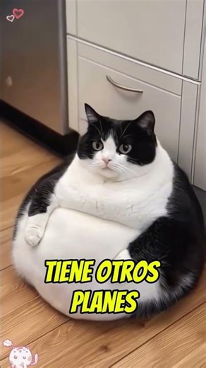 Chubby Cats Trying to Be Agile 😹 | Failed Jumps and Epic Moments