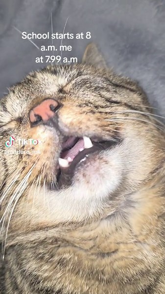 @Norbert 🕷️ #cat #meme #school #viral #fyp