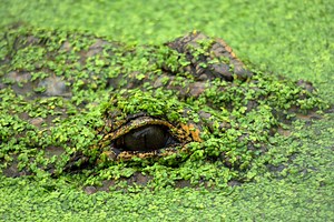 Here's What Happens To An Alligator's Deep Voice When It Inhales Helium